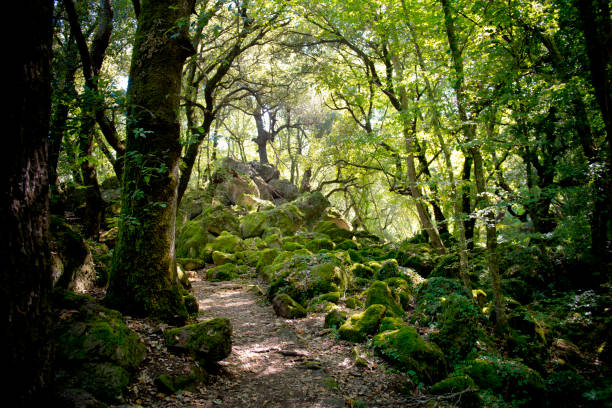 bosco del sasseto, the snow white forest, torre alfina, lazio, italy . - growth tree spirituality tranquil scene imagens e fotografias de stock