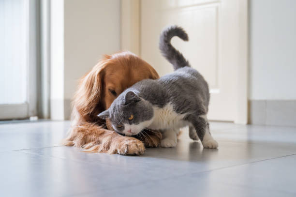 istock British Shorthair and Golden Retriever 1271494330