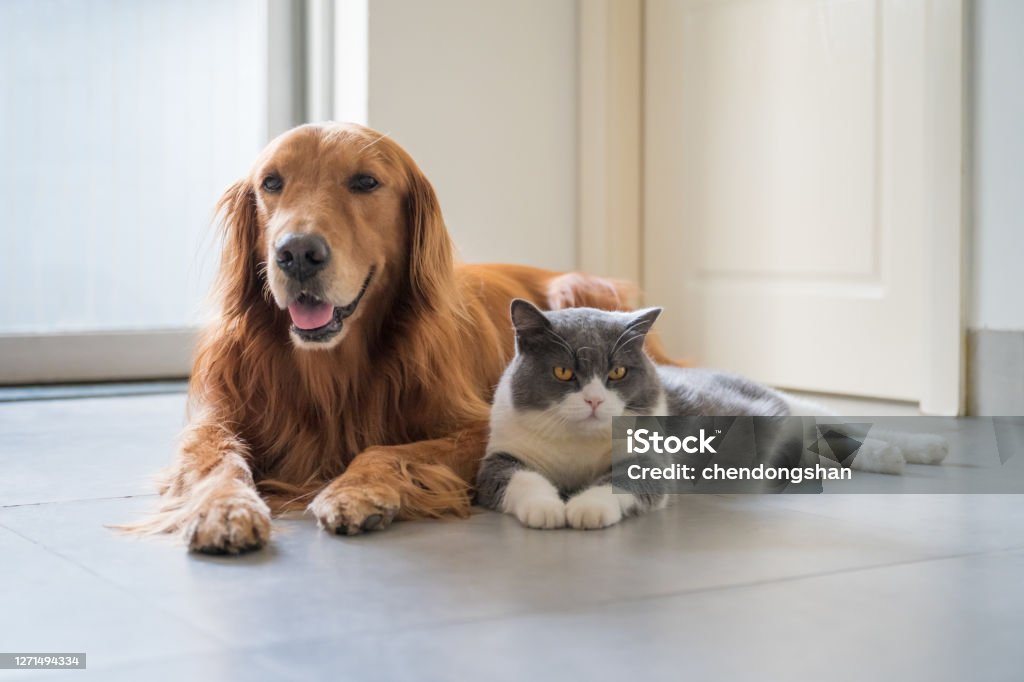 British Shorthair and Golden Retriever Dog Stock Photo