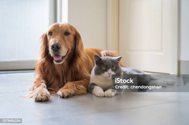 British Shorthair And Golden Retriever Stock Photo - Download Image Now - Dog, Domestic Cat, Pets