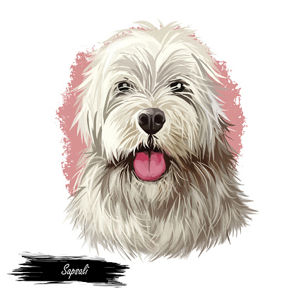 Sapsali dog portrait isolated on white. Digital art illustration of hand drawn dog for web, t-shirt print and puppy food cover design. Shaggy South Korean breed of dog, Sapsal Gae Sapsaree