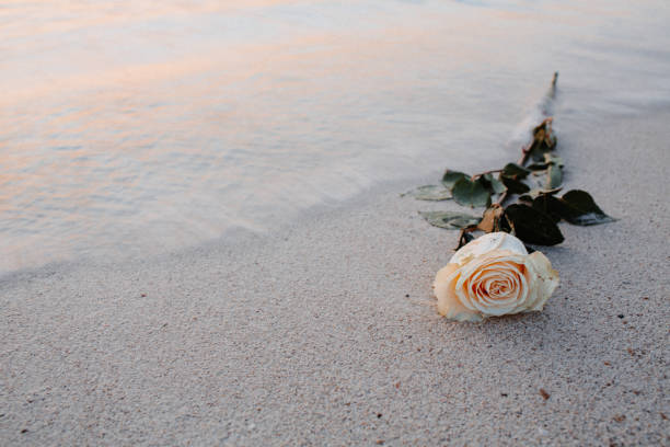 Lonely rose at sunrise on the beach in Majorca