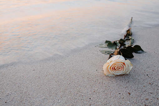 Lonely rose at sunrise on the beach