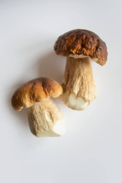 Cep or porcini mushrooms in natural light setting