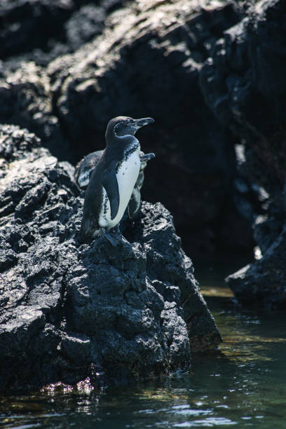 istock Galapagos penguin on black lava rocks on Isabela island 1271498590