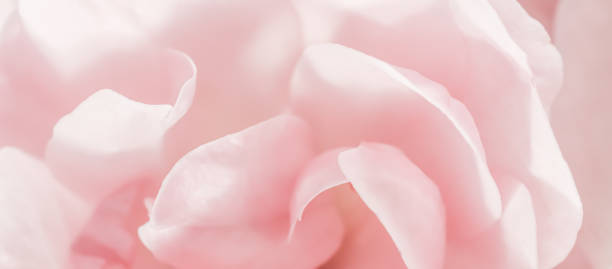 istock Soft focus, abstract floral background, pink rose flower petals. Macro flowers backdrop for holiday design 1271499231