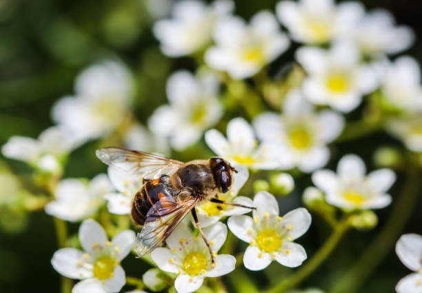istock Working bee on small white flowers in the garden 1271499249