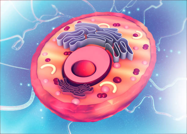 istock Cell anatomy on scientific background 1271500441
