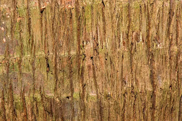 Detailed closeup macro photo of wood, texture background.