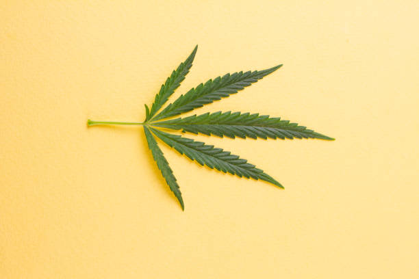 istock A cannabis leaf lying in the center on a yellow background. 1271502193