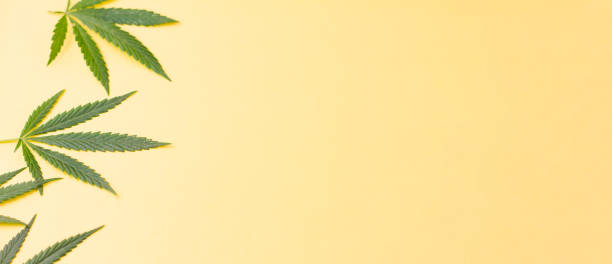 istock Cannabis leaves peeking out from the side against a yellow background. 1271502433