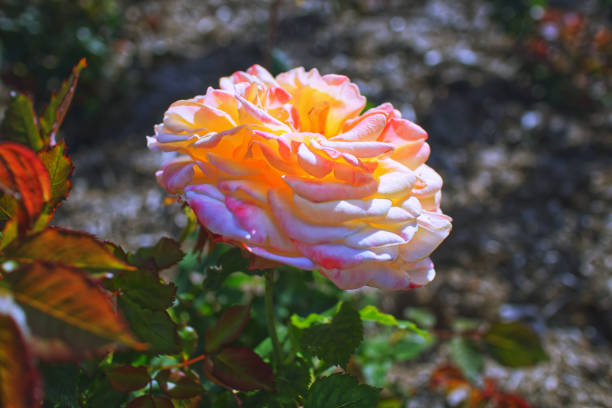 Brisbane botanical gardens pink rose flower
