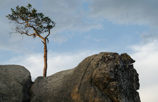 istock Minimalist view of a lonely tree standing on a rock 1271503474