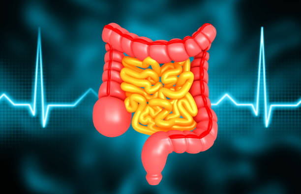 istock Human large and small  intestine 1271504061