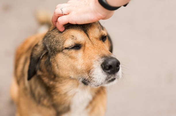 Close-up of hand of person petting head of stray dog