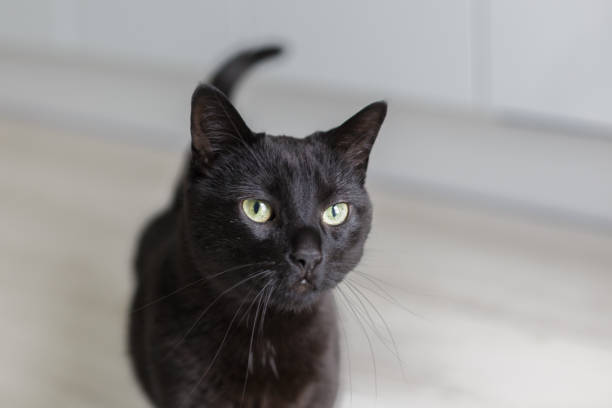 istock Black Domestic Cat at home 1271506541