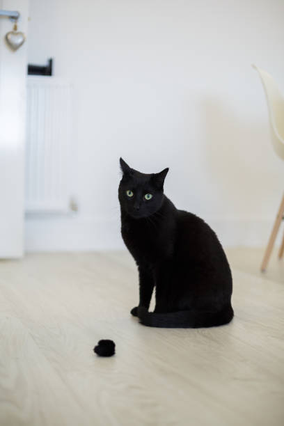 istock Black Domestic Cat at home 1271506694