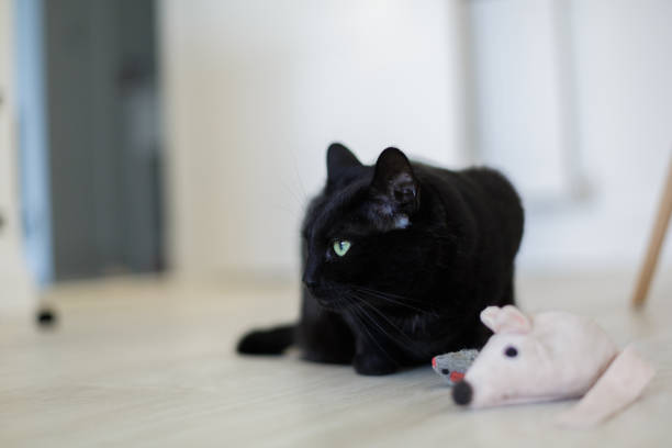 istock Black Domestic Cat at home 1271506876