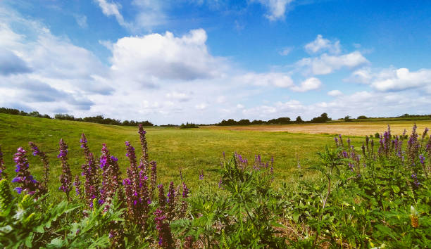 Rural landscape at daytime
