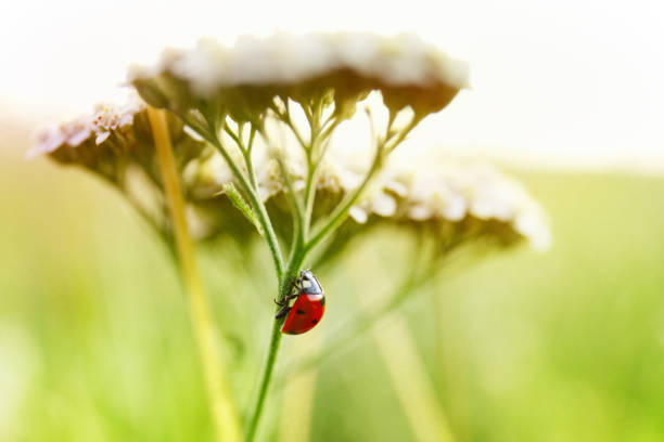 istock Ladybug on grass in the field closeup 1271508200