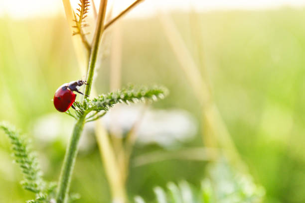 istock Ladybug on grass in the field closeup 1271508459