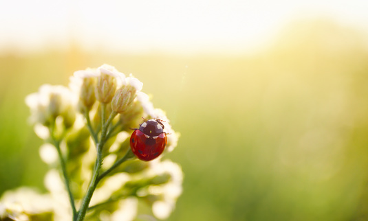 Closeup image of a ladybug in the grass field. Genuine photo in real environment.
