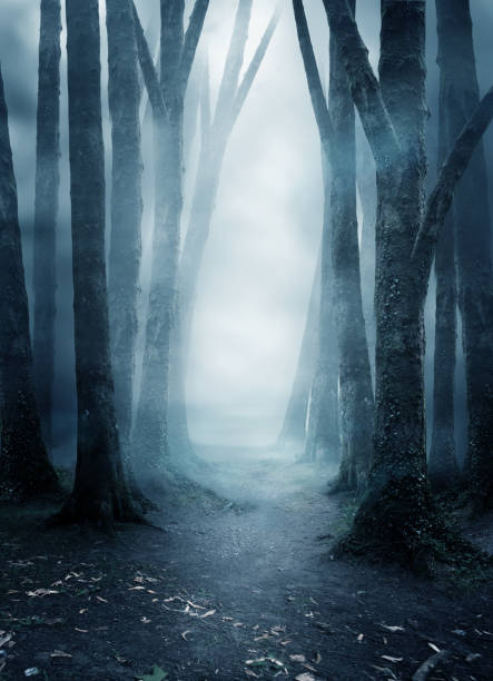 dark and mysterious misty forest - tree area footpath hiking woods imagens e fotografias de stock