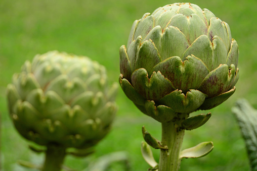 Vegetable garden: development of two green Artichoke plant, next to another.