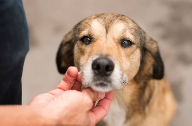 istock Traveller petting dog 1271512131