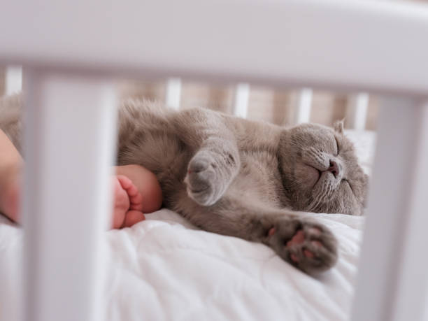 Baby boy and cat sleeping together at a midday