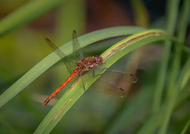Photo of Red Common Darter Dragonfly