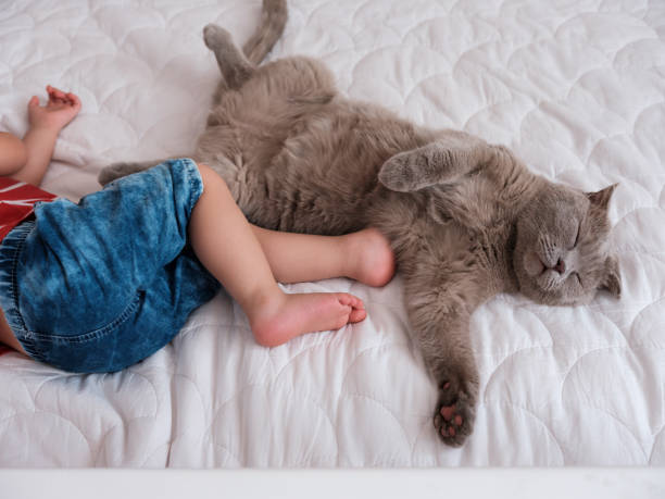 istock Baby boy and cat sleeping together 1271512597
