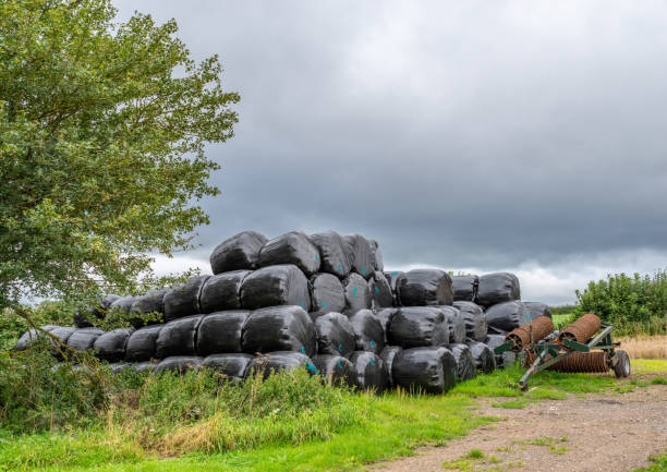 istock Black rolled hay bales 1271512627