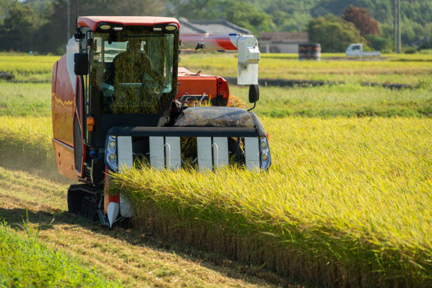 foto de la cosecha de arroz usando una gran combinación - rice rice paddy farm agriculture fotografías e imágenes de stock
