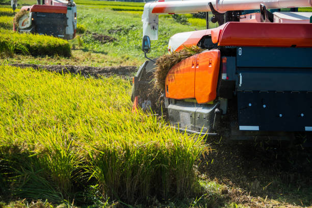 istock Photo of rice harvesting using a huge combine 1271513515