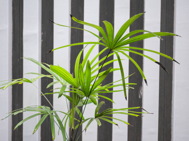 istock Green leaves plant on a pot 1271513775