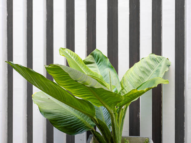 istock Green leaves plant on a pot 1271513790