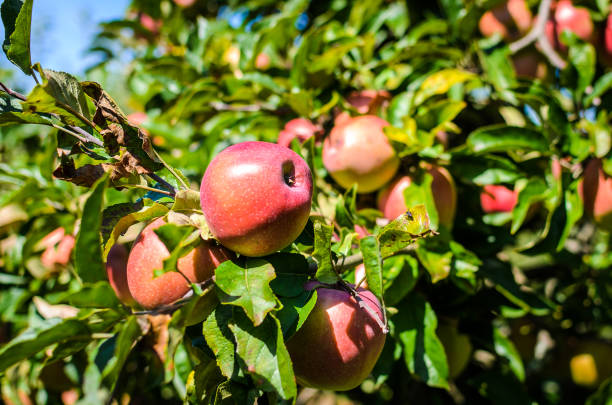 istock Fresh ripe organic apples on tree branch in apple orchard. 1271513806