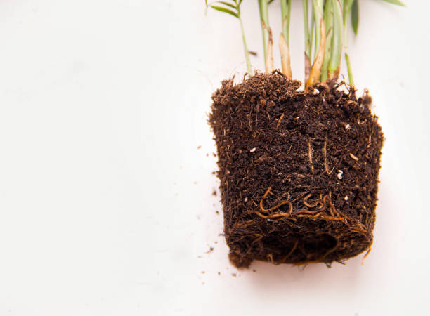 istock Plant transplant concept. Roots close-up 1271516037