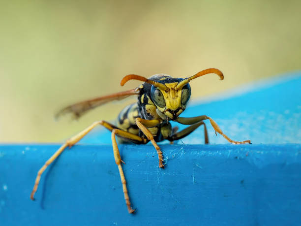 istock Portrait of a wasp 1271516995