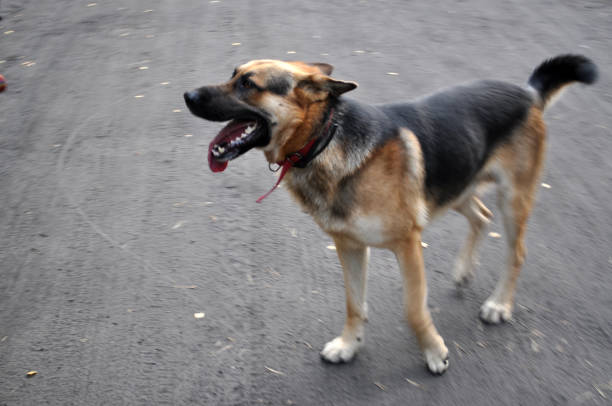 istock german shepherd dog walks on a leash brown 1271520075