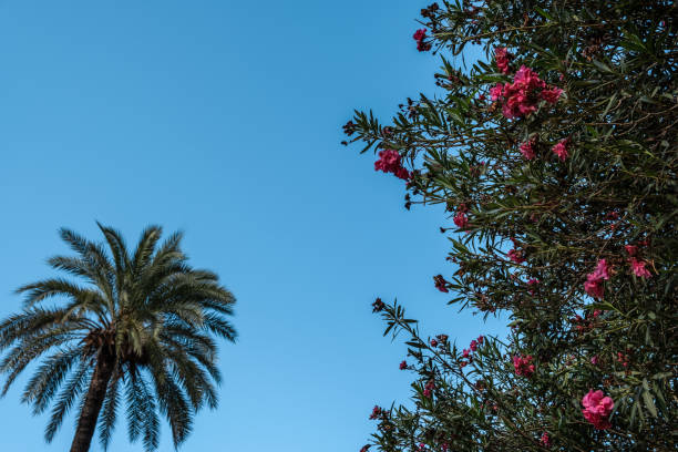 Radiant sunlight brightens the spiky, fan-like leaves of a palm tree, their rich green tones accentuated against a brilliant clear blue summer sky. The image captures tropical peacefulness and brightness.