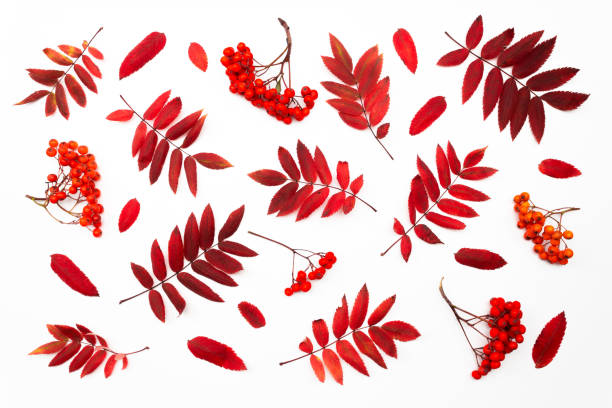 istock Rowan tree leaves and berries on white background. 1271521733