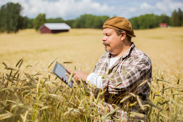 istock An agronomist checking the quality of grain 1271522617