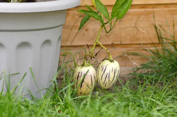Pear melon Pepino Solanum muricatum as a container plant