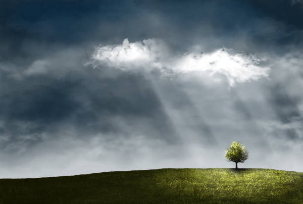 istock Lonely tree in the field. Dense dark clouds and rays of the sun. Painted art picture. 1271523046