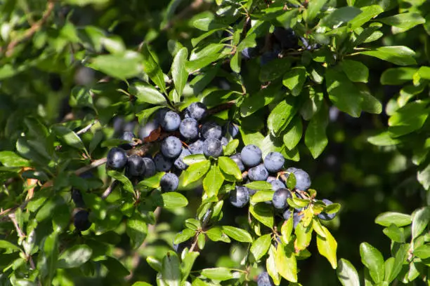 Blue fruits or berries of blackthorn, also called Prunus spinosa or Schlehdorn