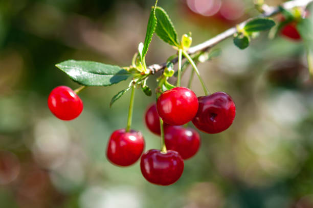 istock Felt cherry branch with ripe berries in Sunny weather 1271524540