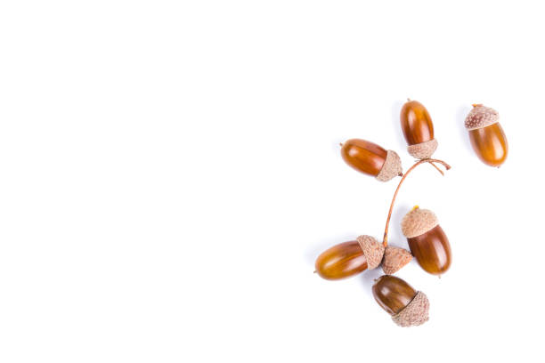 istock Ripe acorns isolated on  white background,place for text 1271525898
