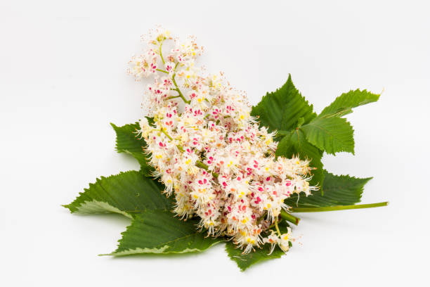istock Horse-chestnut (Aesculus hippocastanum, Conker tree) flowers and leaf on  white background 1271525917